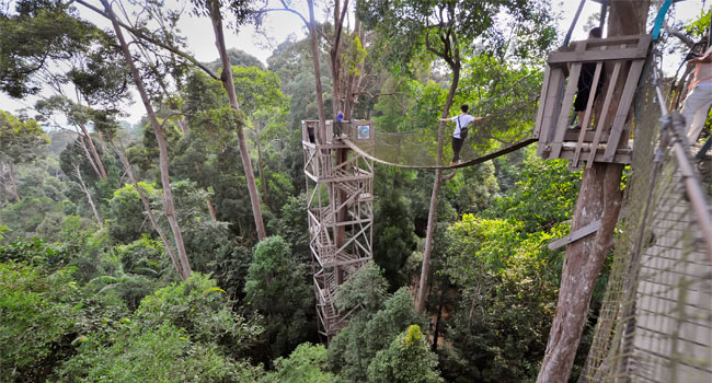 Pesona Hutan Hujan Tropis Di Bukit Bangkirai Kalimantan Timur